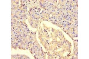 Immunohistochemistry of paraffin-embedded human pancreatic tissue using ABIN7159675 at dilution of 1:100 (METTL7A Antikörper  (AA 30-244))