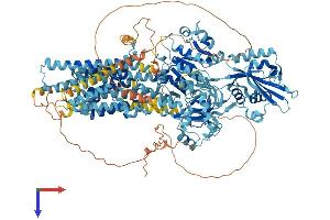 ATP2B2 Protein (AA 1-1243) (His tag)