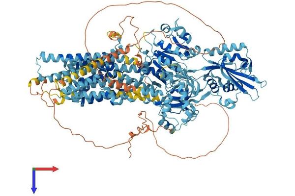 ATP2B2 Protein (AA 1-1243) (His tag)