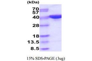 PSG5 Protein (AA 35-335) (His tag)