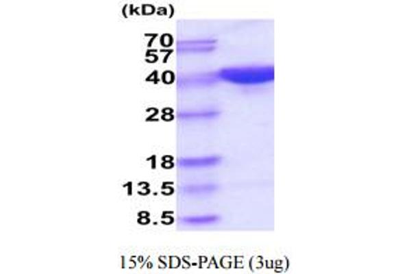 PSG5 Protein (AA 35-335) (His tag)