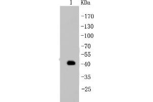 MCF-7 Cell lysates, probed with Cytokeratin 19 (2F3)Monoclonal Antibody  at 1:1000 overnight at 4˚C. (Cytokeratin 19 Antikörper)
