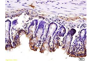 Formalin-fixed and paraffin embedded mouse small intestine tissue labeled with Anti JAM1 Polyclonal Antibody, Unconjugated (ABIN702130) at 1:200 followed by conjugation to the secondary antibody and DAB staining (F11R Antikörper  (AA 51-150))