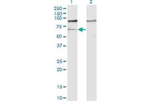 Western Blot analysis of GNL3 expression in transfected 293T cell line by GNL3 monoclonal antibody (M01), clone 1A1. (Nucleostemin Antikörper  (AA 328-427))