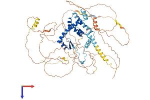 AKAP8L Protein (AA 1-646) (His tag)