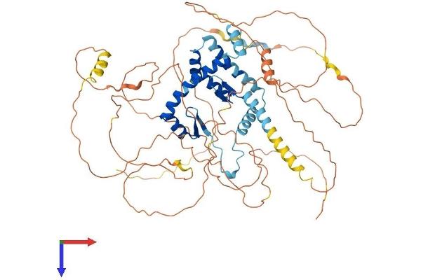 AKAP8L Protein (AA 1-646) (His tag)