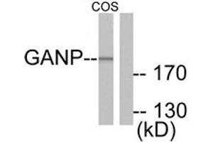 Western blot analysis of extracts from COS7 cells, using GANP Antibody. (GANP Antikörper  (AA 1841-1890))