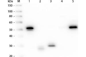 Western Blot of Anti-Rabbit IgG (H&L) (MOUSE) Antibody (Min X Hu, Gt, Ms Serum Proteins) . (Maus anti-Kaninchen IgG (Heavy & Light Chain) Antikörper (Alkaline Phosphatase (AP)) - Preadsorbed)
