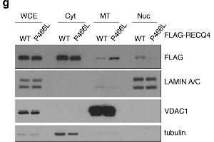 The P466L clinical mutation leads to RECQ4 mitochondrial accumulation. (DYKDDDDK Tag Antikörper)