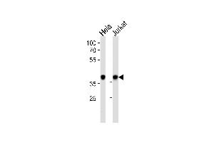 N Antibody (C-term) (ABIN389343 and ABIN2839452) western blot analysis in Hela,Jurkat cell line lysates (35 μg/lane). (NPM1 Antikörper  (C-Term))