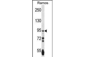 PCDHGA3 Antibody (Center) (ABIN657534 and ABIN2846552) western blot analysis in Ramos cell line lysates (35 μg/lane). (PCDHGA3 Antikörper  (AA 284-311))