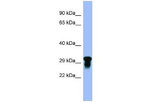 WB Suggested Anti-C10orf54 Antibody Titration:  0. (VISTA Antikörper  (N-Term))