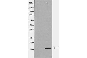 Western blot analysis of A549  using PLA2G2A antibody. (PLA2G2A Antikörper  (Internal Region))