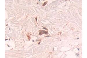 Used in DAB staining on fromalin fixed paraffin-embedded Brain tissue (RNASET2 Antikörper  (AA 25-256))