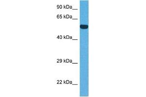 Host:  Rabbit  Target Name:  IRF8  Sample Tissue:  Human DLD1 Whole Cell  Antibody Dilution:  1ug/ml (IRF8 Antikörper  (N-Term))