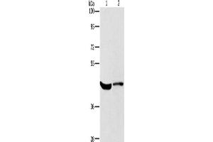 Western Blotting (WB) image for anti-Potassium Voltage-Gated Channel, Shaker-Related Subfamily, Member 7 (KCNA7) antibody (ABIN2434870) (KCNA7 Antikörper)