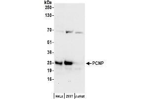 Western Blotting (WB) image for anti-PEST Proteolytic Signal Containing Nuclear Protein (PCNP) (AA 1-50) antibody (ABIN7449900)