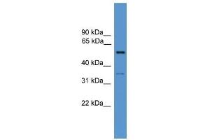 COCH antibody used at 0. (COCH Antikörper  (N-Term))