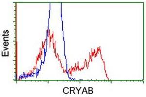 Image no. 9 for anti-Crystallin, alpha B (CRYAB) antibody (ABIN1497645) (CRYAB Antikörper)