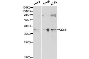 Western blot analysis of extracts of various cell lines, using CDK6 antibody. (CDK6 Antikörper)