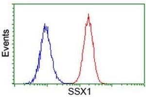 Image no. 1 for anti-Synovial Sarcoma, X Breakpoint 1 (SSX1) antibody (ABIN1501156)