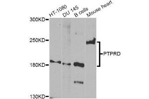 Western Blotting (WB) image for anti-Protein tyrosine Phosphatase, Receptor Type, D (PTPRD) antibody (ABIN3060647)