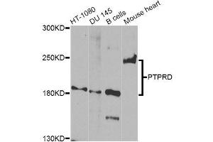 Western blot analysis of extracts of various cell lines, using PTPRD Antibody (ABIN5996431) at 1/1000 dilution. (PTPRD Antikörper)