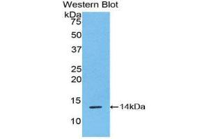 Western Blotting (WB) image for anti-R-Spondin 1 (RSPO1) (AA 21-135) antibody (ABIN1860473) (RSPO1 Antikörper  (AA 21-135))