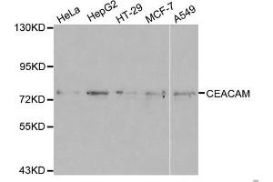 Western blot analysis of extracts of various cell lines, using CEACAM5 antibody. (CEACAM5 Antikörper)