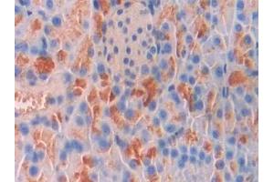 Detection of IAP in Mouse Pancreas Tissue using Polyclonal Antibody to Integrin Associated Protein (IAP) (CD47 Antikörper  (AA 18-219))