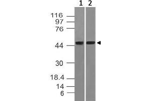 Image no. 1 for anti-tRNA Aspartic Acid Methyltransferase 1 (TRDMT1) antibody (ABIN5027475) (Dnmt2 Antikörper)