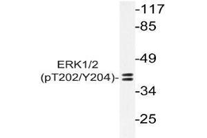 Western blot (WB) analysis of p-ERK1/2 antibody in extracts from Jurkat PMA cells. (ERK1 Antikörper  (pThr202, pTyr204))