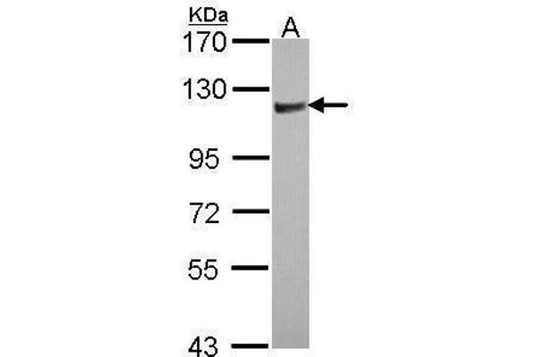 ARHGAP4 antibody  (N-Term)