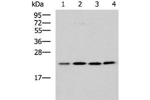 Western blot analysis of K562 A172 Jurkat LOVO cell lysates using MRPL40 Polyclonal Antibody at dilution of 1:1000 (MRPL40 Antikörper)