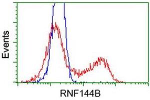 Image no. 1 for anti-Ring Finger Protein 144B (RNF144B) (AA 1-256) antibody (ABIN1490645) (RNF144B Antikörper  (AA 1-256))