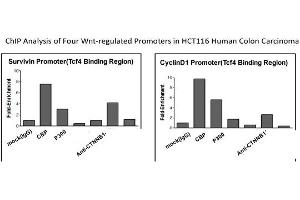 CTNNB1 Antibody - middle region (P100601_P050) validated by CHIP using HCT116 cell lysate (CTNNB1 Antikörper  (C-Term))