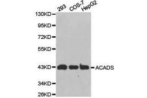 Western Blotting (WB) image for anti-Acyl-CoA Dehydrogenase, C-2 To C-3 Short Chain (Acads) antibody (ABIN1870750) (ACADS Antikörper)