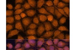Immunofluorescence analysis of HeLa cells using TNFAIP8L2 Polyclonal Antibody at dilution of 1:100. (TNFAIP8L2 Antikörper)
