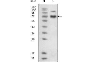 Western blot analysis using EphB4 mouse mAb against extracellular domain of human EphB4 (aa16-539).