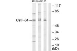 Western Blotting (WB) image for anti-Cleavage Stimulation Factor, 3' Pre-RNA, Subunit 2, 64kDa (CSTF2) (AA 11-60) antibody (ABIN2889455) (CSTF2 Antikörper  (AA 11-60))