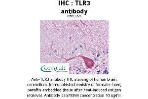 Image no. 1 for anti-Toll-Like Receptor 3 (TLR3) (AA 514-657) antibody (ABIN1740109)
