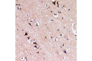 Immunohistochemical analysis of Nephrin staining in human brain formalin fixed paraffin embedded tissue section. (Nephrin Antikörper  (C-Term))