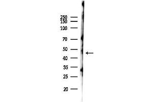 anti-G Protein-Coupled Receptor 137B (GPR137B) (C-Term) antibody