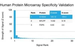 Analysis of HuProt(TM) microarray containing more than 19,000 full-length human proteins using S100A4 antibody (clone S100A4/1481). (s100a4 Antikörper)