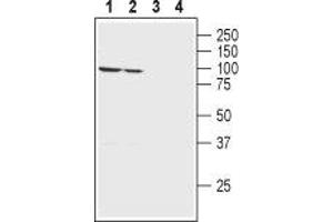 Western blot analysis of rat (lanes 1 and 3) and mouse (lanes 2 and 4) brain membranes: - 1,2.