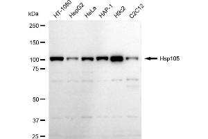 Western blotting analysis using Hsp105 antibody (ABIN7798839). (Rekombinanter HSPH1 Antikörper)