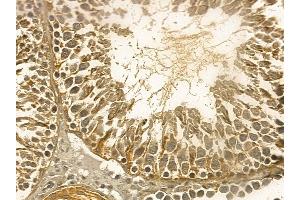 URG4 Mouse Monoclonal Antibody at 1/100 staining rat testis tissue by IHC-P. (URGCP Antikörper)