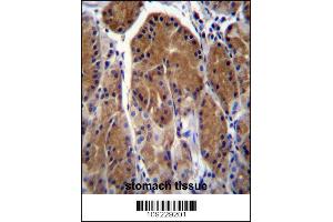 TSSK6 Antibody immunohistochemistry analysis in formalin fixed and paraffin embedded human stomach tissue followed by peroxidase conjugation of the secondary antibody and DAB staining.