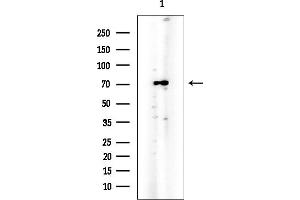 anti-Protein Regulator of Cytokinesis 1 (PRC1) (Internal Region) antibody