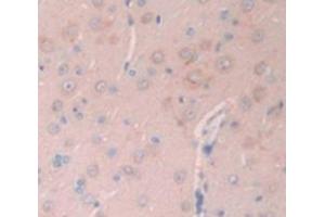 IHC-P analysis of Rat Tissue, with DAB staining. (GNRH1 Antikörper  (AA 25-92))